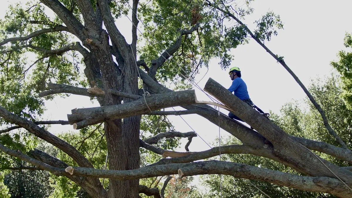 Professional Hazardous Tree Removal performed by certified arborists in Lincolnton