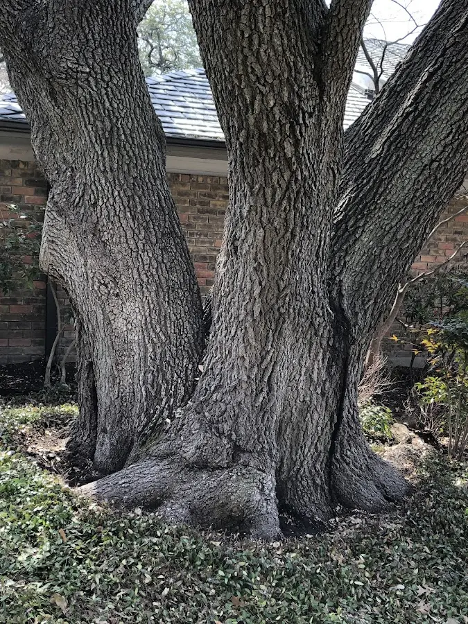 Mature heritage tree close to a Lincolnton property cared for by certified arborists